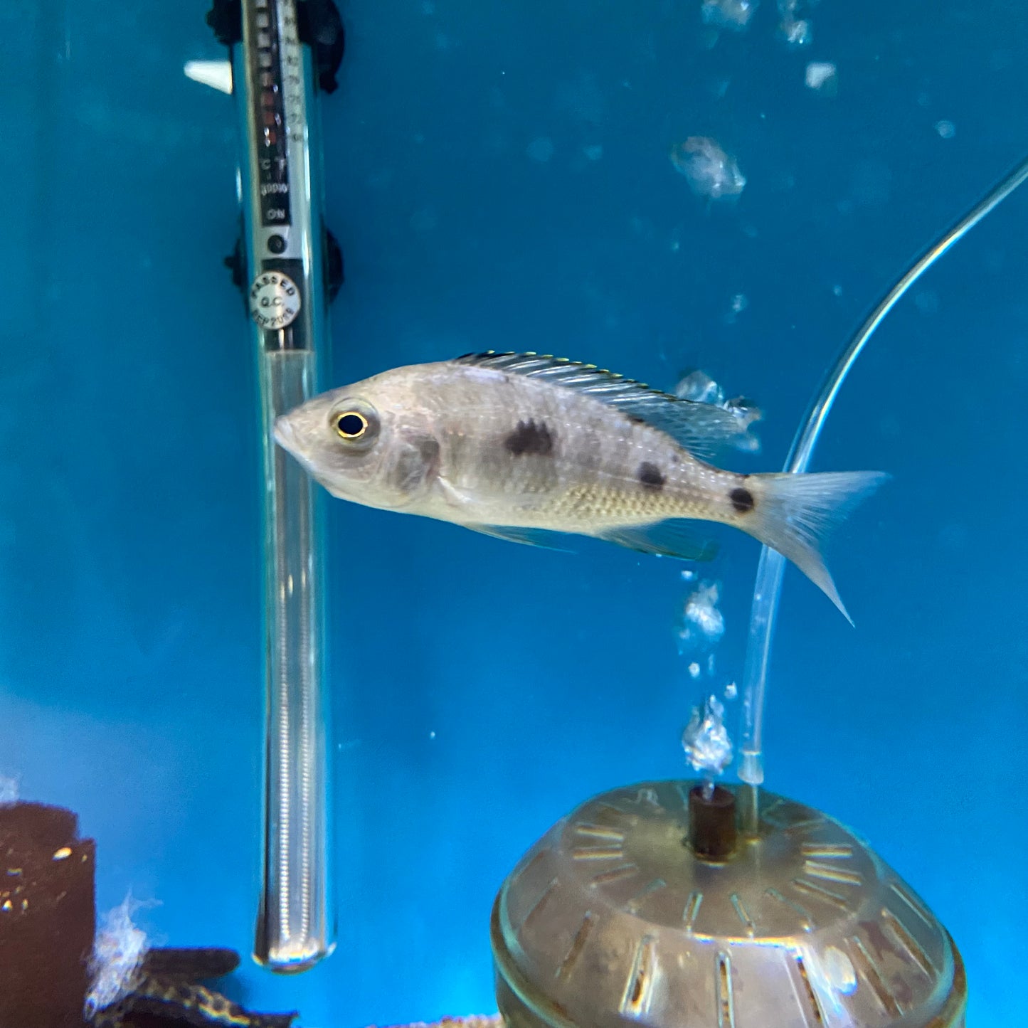 Copadiochromis Azureus