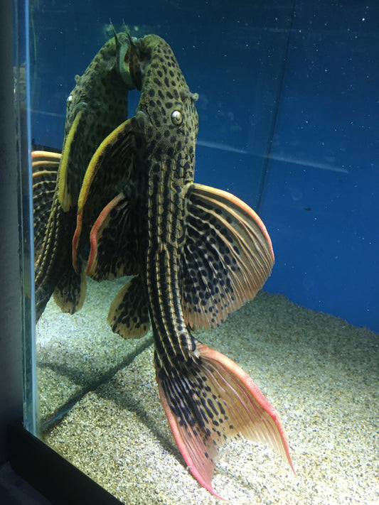 Scarlet Pleco L25 9-10" 7 Pointer