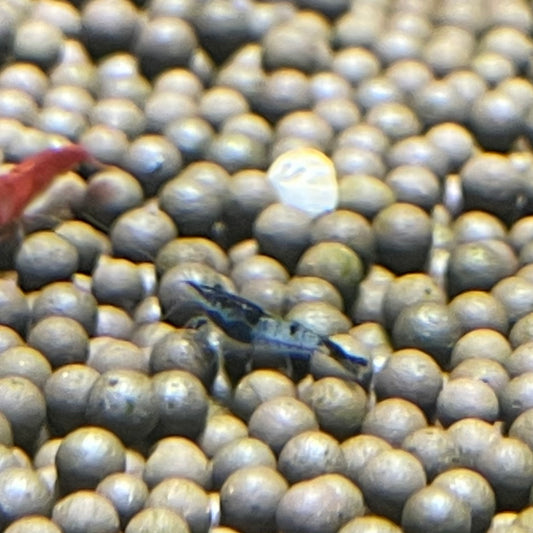 Shrimp  Blue Carbon Rili Neocaridina