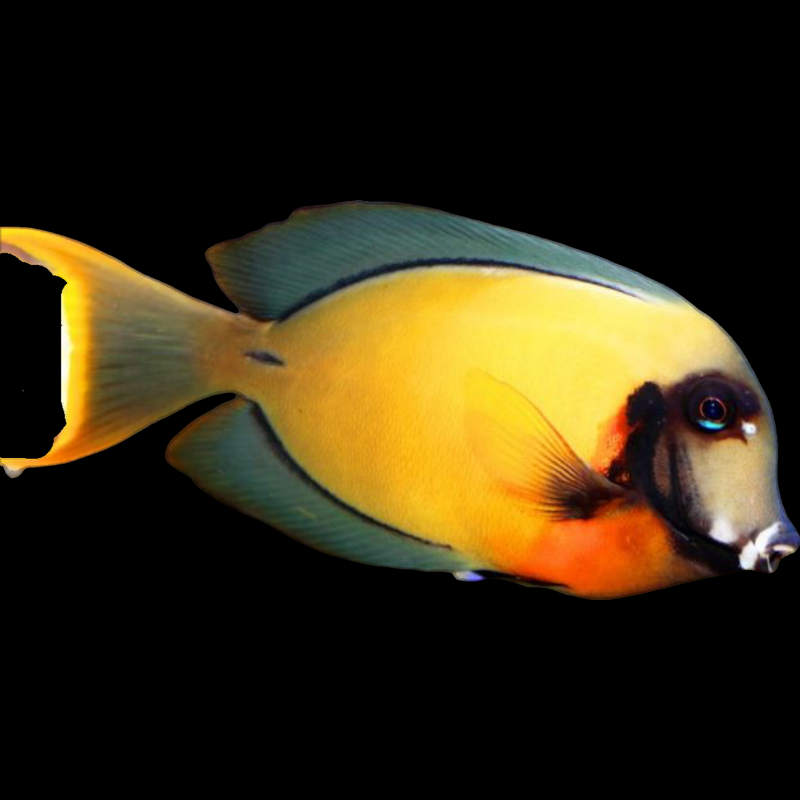 Chocolate Tang swimming in an aquarium. One of our saltwater reef fish for sale online at AFD