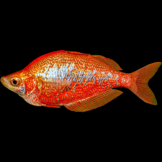 Irain Jaya Red Rainbowfish Glossolepis incisus