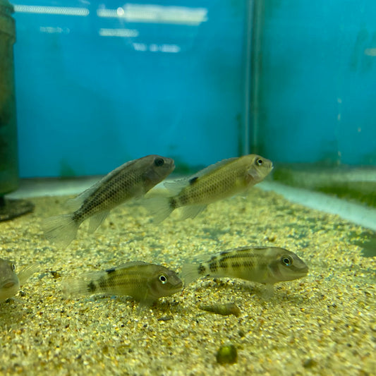 Buffalo Head Cichlid Steatocranus Casuarius