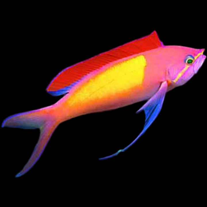 Anthias Fish – Aquarium Fish Depot