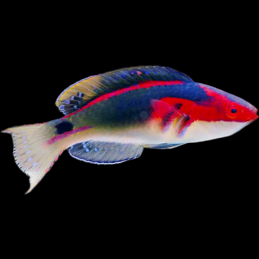MD Exquisite Wrasse fish swimming in an aquarium available for sale online and in store at AFD