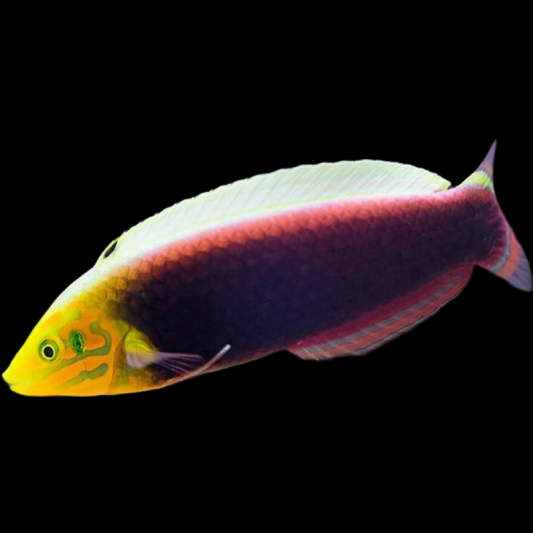 Radiant Wrasse swimming in an aquarium. One of our saltwater reef fish for sale online at AFD
