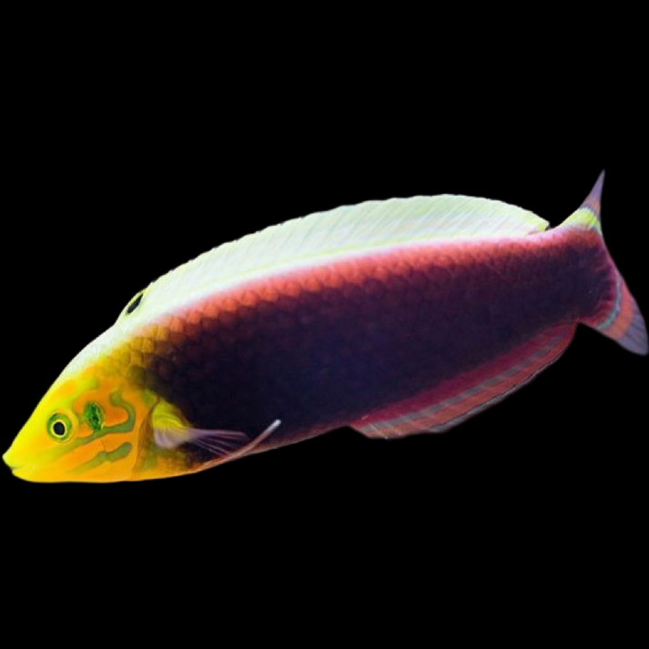 Radiant Wrasse - available online at Aquarium Fish Depot