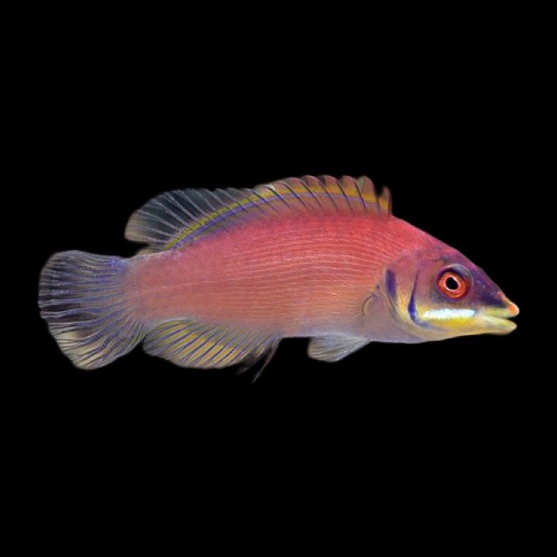 Scarlet Pin Striped Wrasse swimming in an aquarium. One of our saltwater reef fish for sale online at AFD