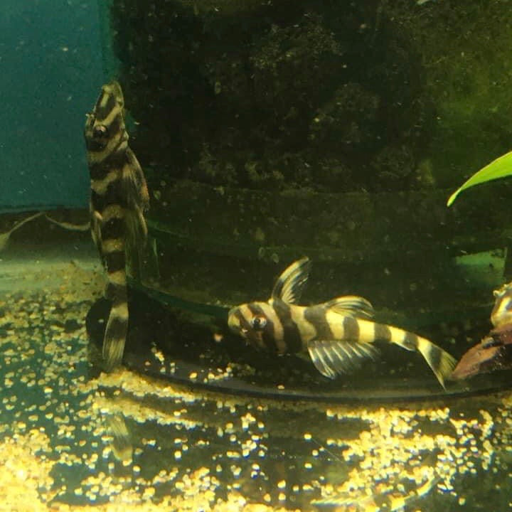 L169  Butterfly Clown Pleco - Dekeyseria pulchra 3"- 4"