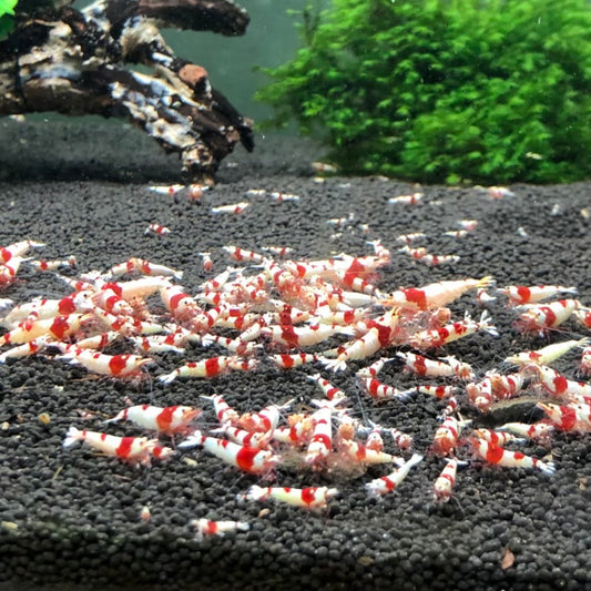 Shrimp  Crystal Red Caridina