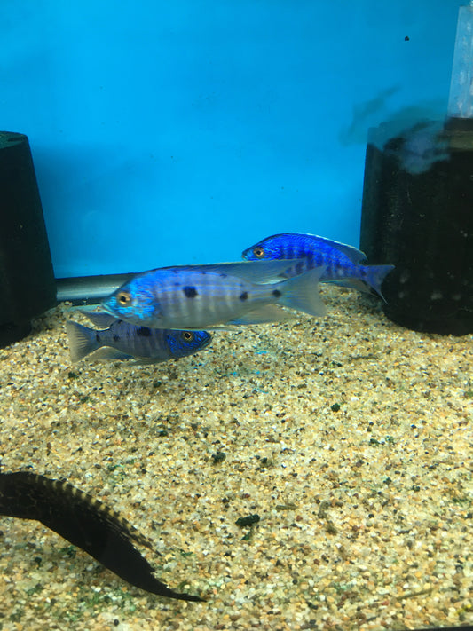 Copadiochromis Azureus Lg Male