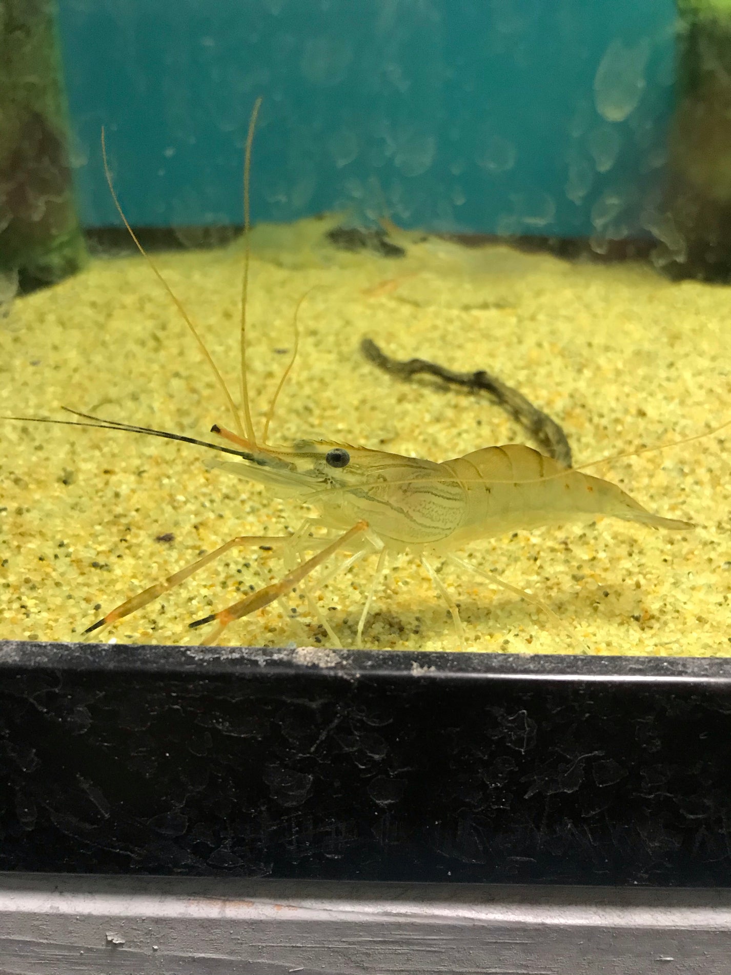 Giant Freshwater Prawn Aquarium Fish Depot