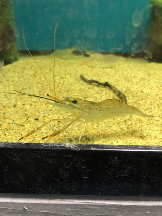 Giant Freshwater Prawn