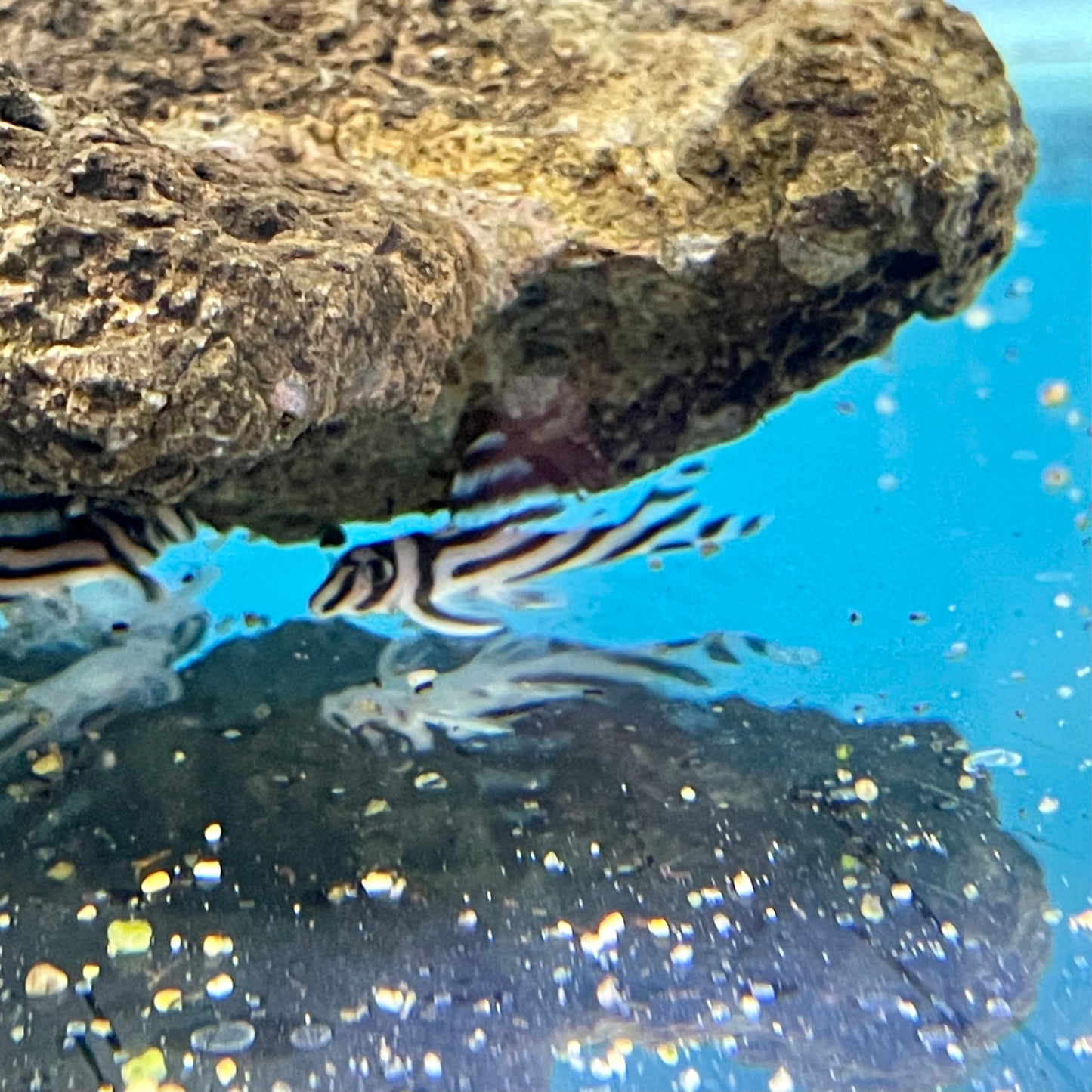 Zebra Pleco L46. 1.75"