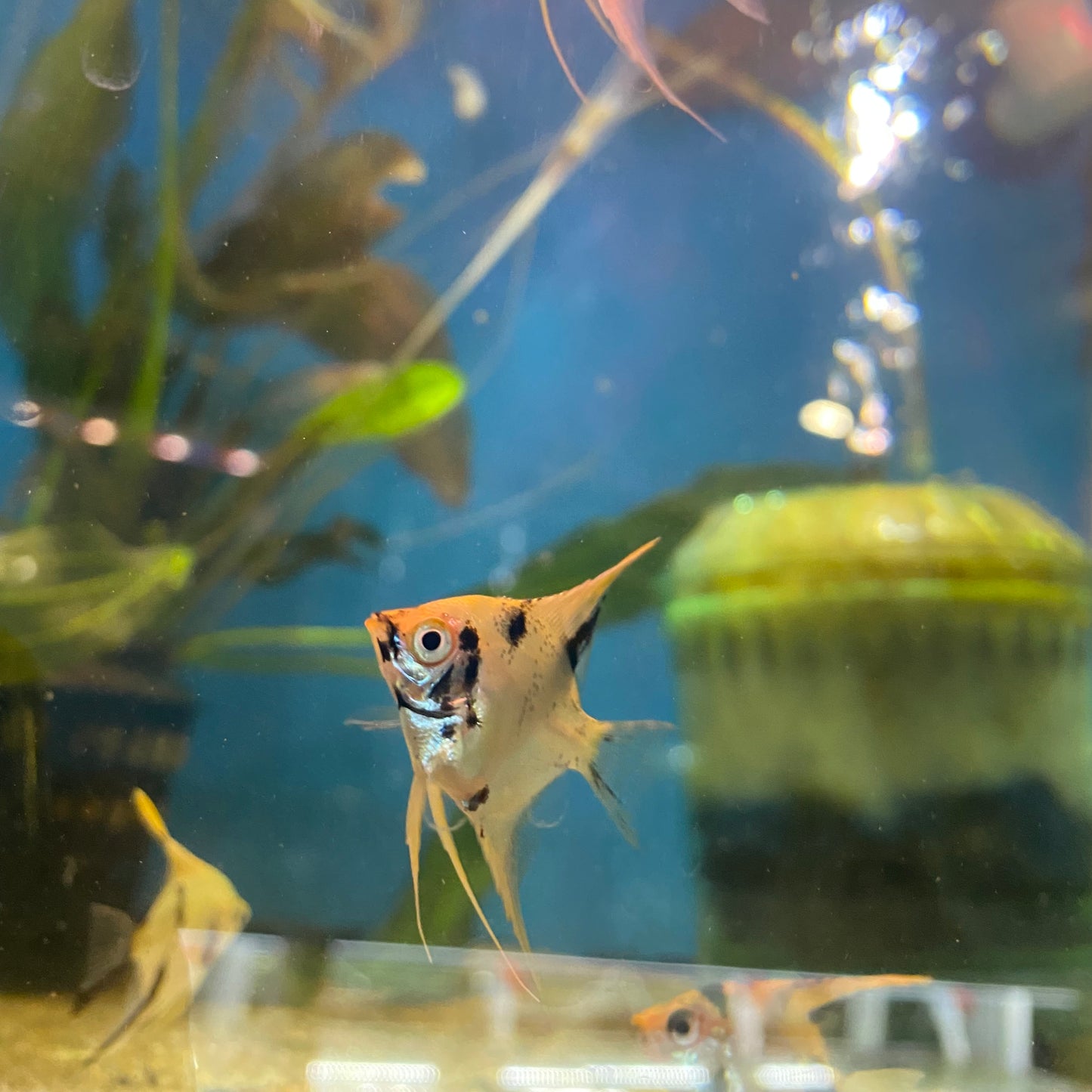 Panda Angelfish