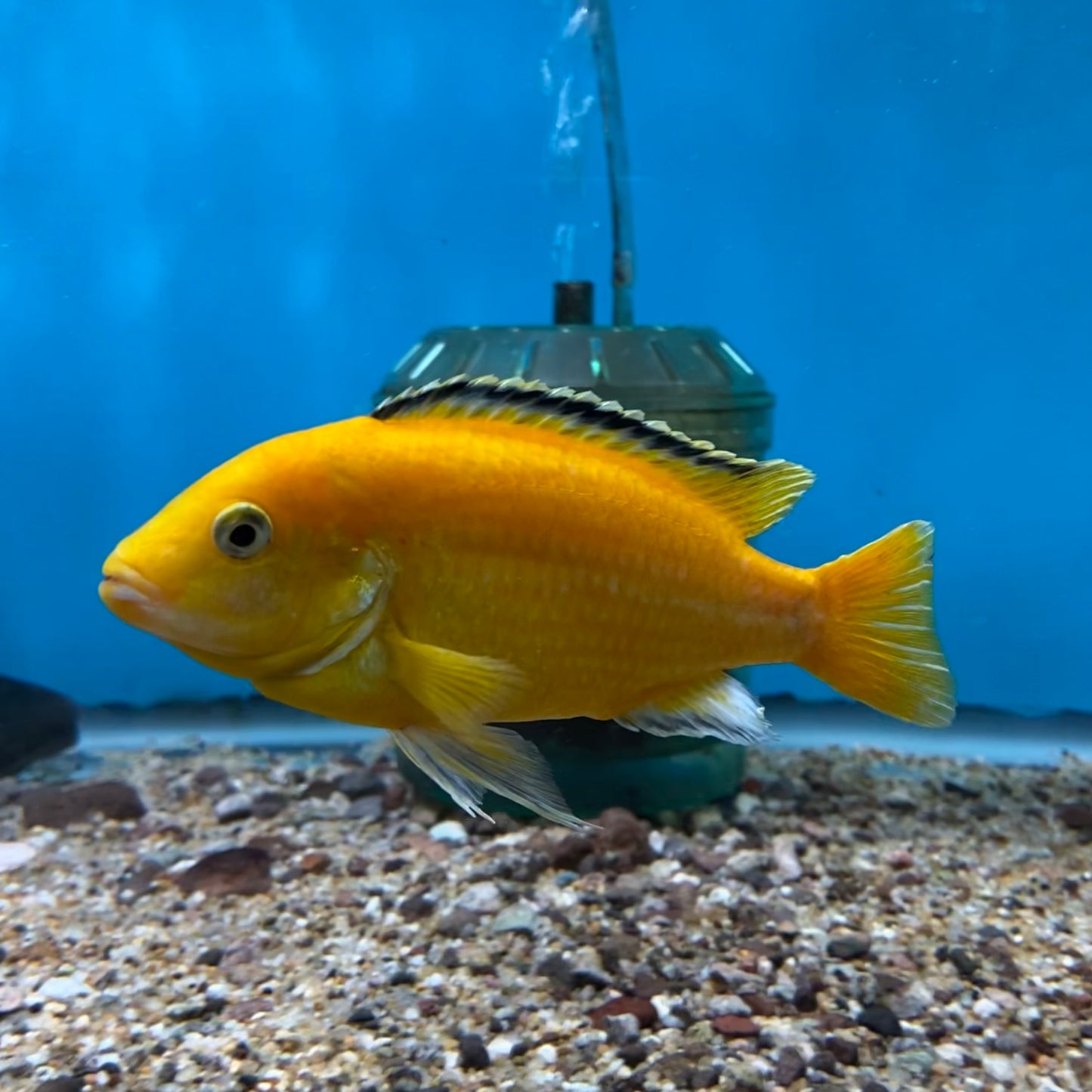 Electric Yellow Labidochromis Caeruleus