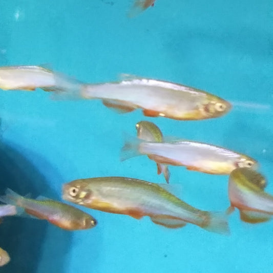 Pearl Danio