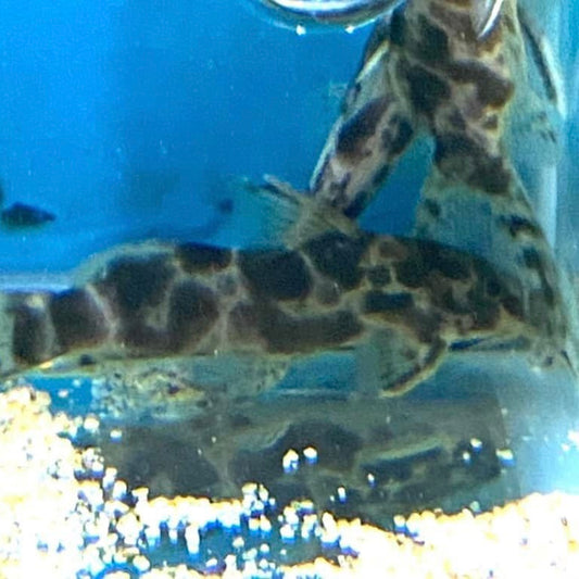 Synodontis Soloni