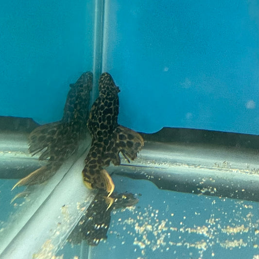 Red Fin Leopard Pleco 2-2.5" L114