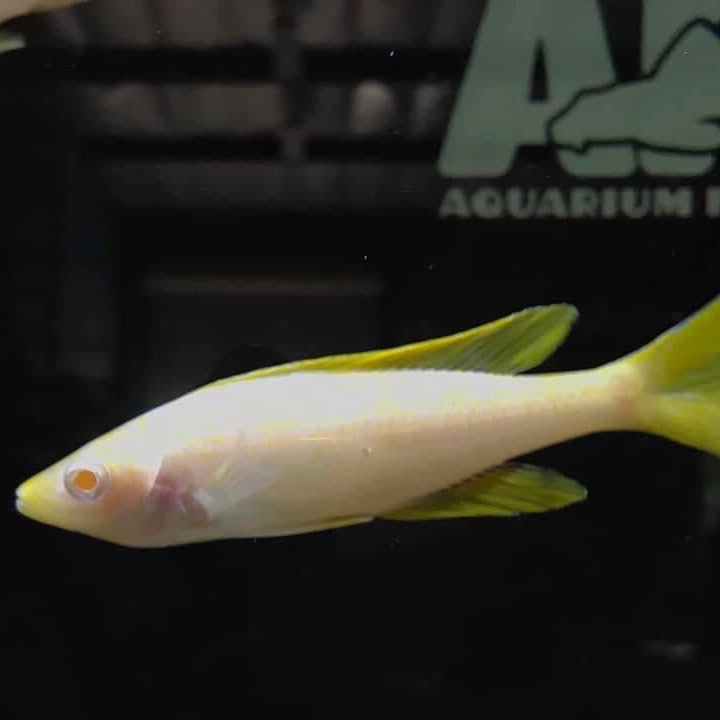 Cyprichromis Leptosoma Albino Kitumba Adults