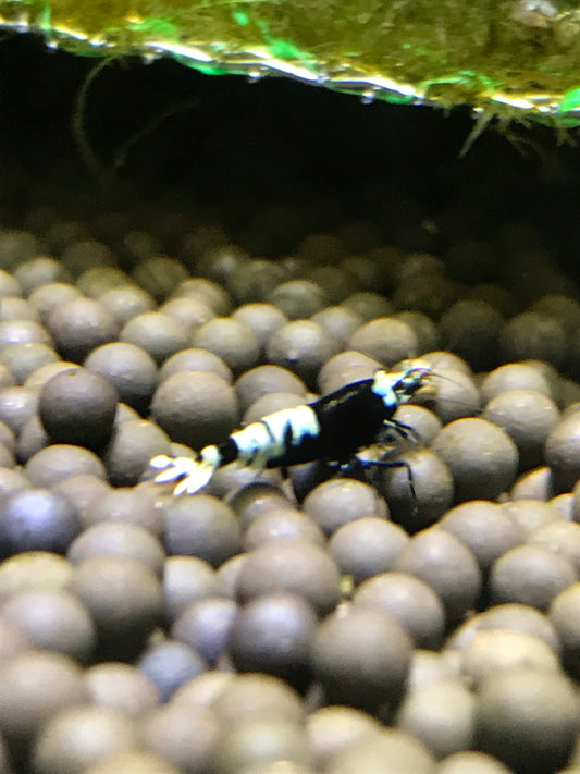 Shrimp - Black King Kong Caridina