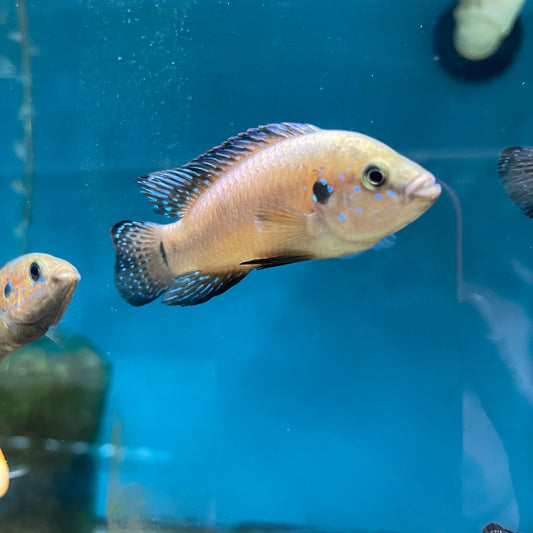 Hemichromis Exsul Turkana Jewel Cichlid Medlg