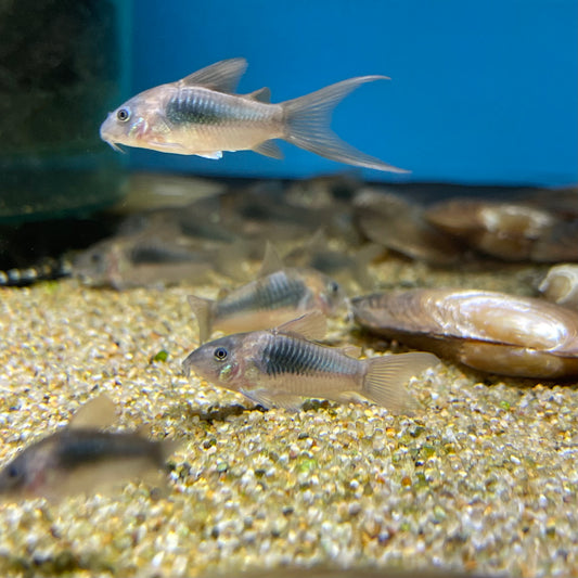 Corydoras Aeneus - Bronze