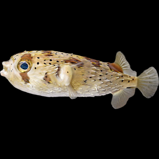 Long Spine Porcupine Puffer fish swimming in an aquarium. One of our saltwater reef fish for sale online at AFD