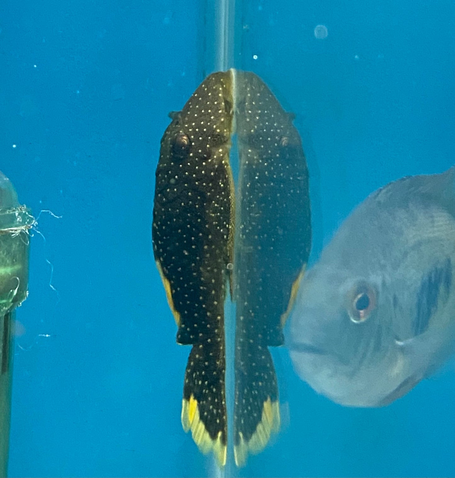 Xingu Orange Seam Pleco L81