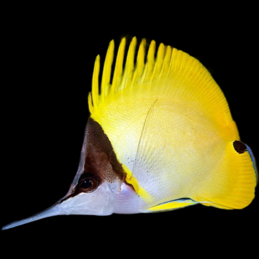 Longnose Butterfly Fish (FORCIPIGER FLAVISIMUS)