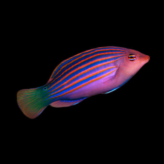 Six Line Wrasse swimming in an aquarium. One of our saltwater reef fish for sale online at AFD