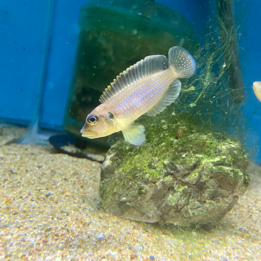 Neolamprologus ocellatus Gold