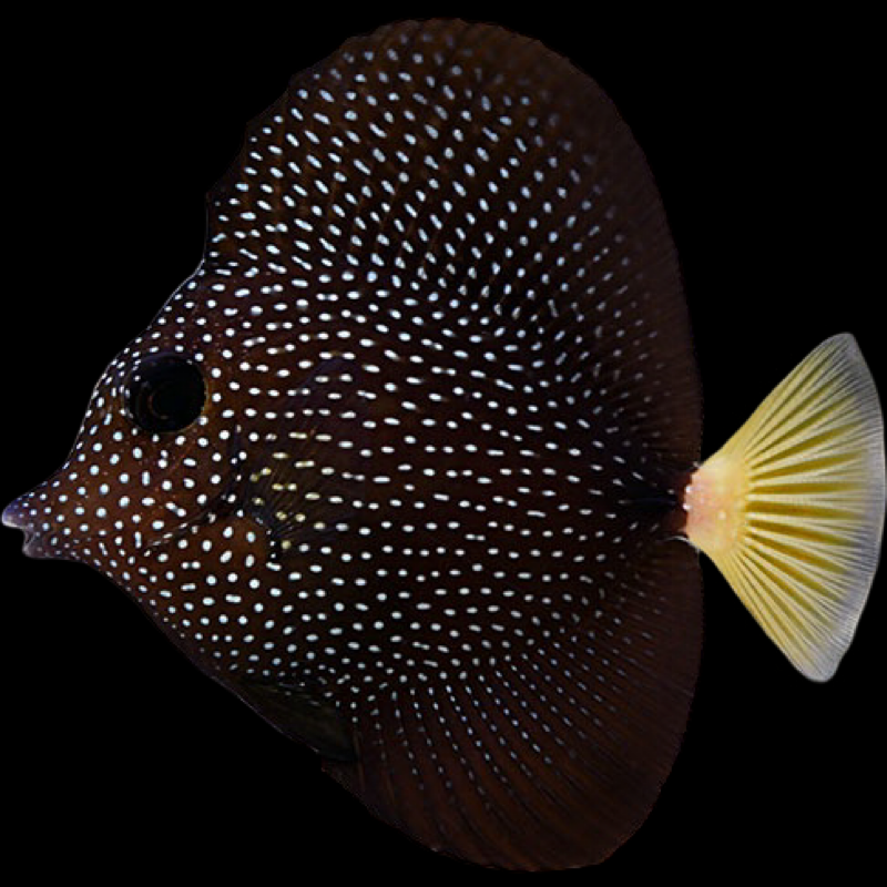 Gem Tang - for sale at Aquarium Fish Depot