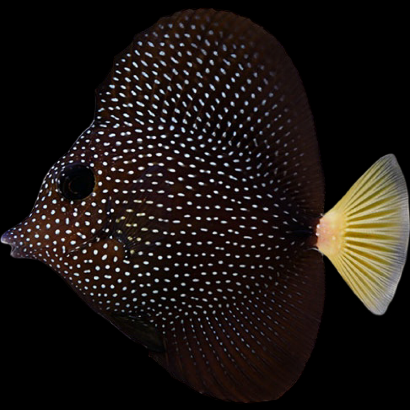 Gem Tang swimming in an aquarium. One of our saltwater reef fish for sale online at AFD