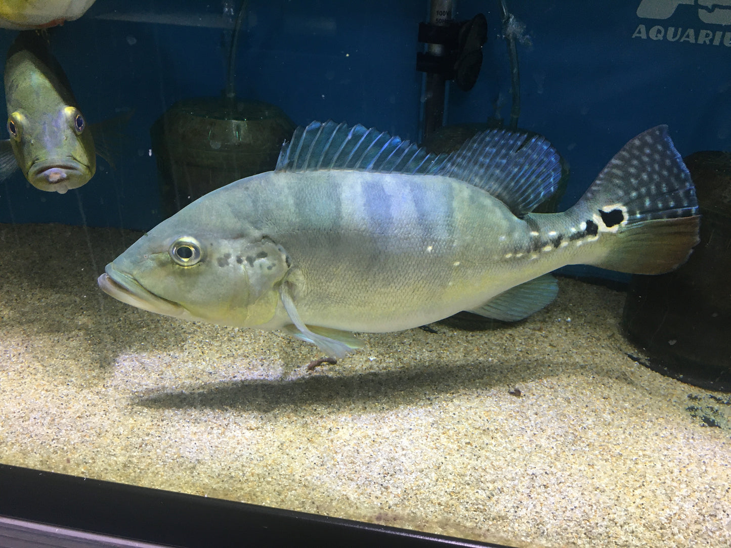 Azul Peacock Bass