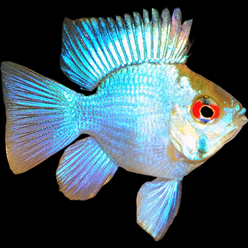 Electric Blue Balloon Ram