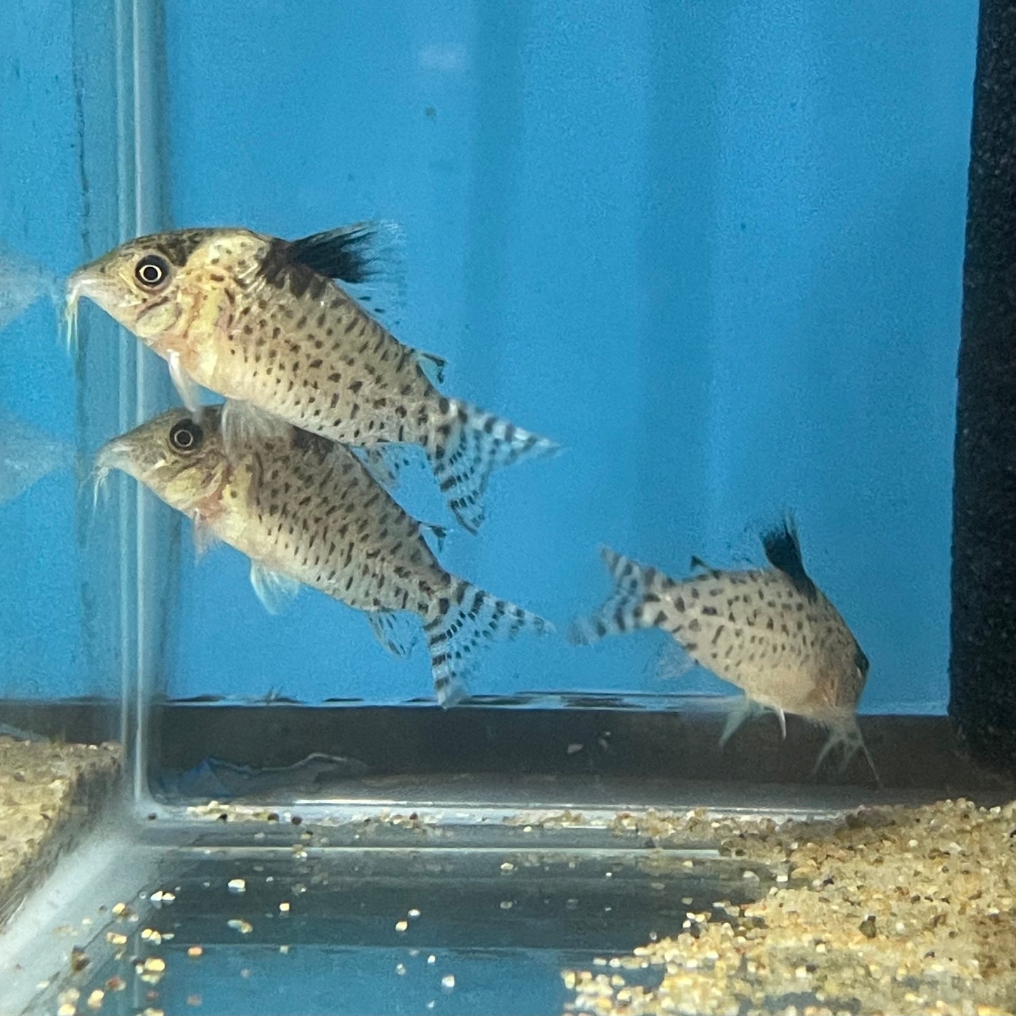 Corydoras Delphax Extra