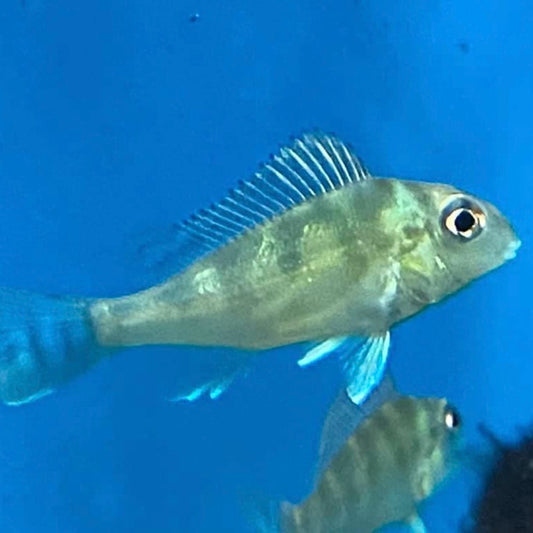 Geophagus Abalios