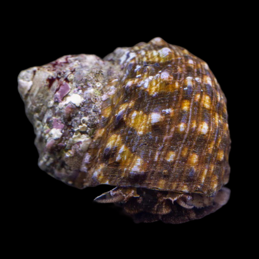 Turbo Snails (West Americas) XL