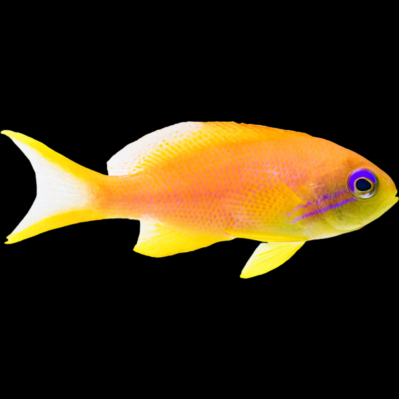 Anthias