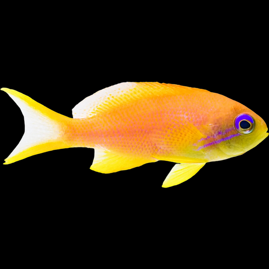 MD Lyretail Anthias Female fish swimming in an aquarium available for sale online and in store at AFD