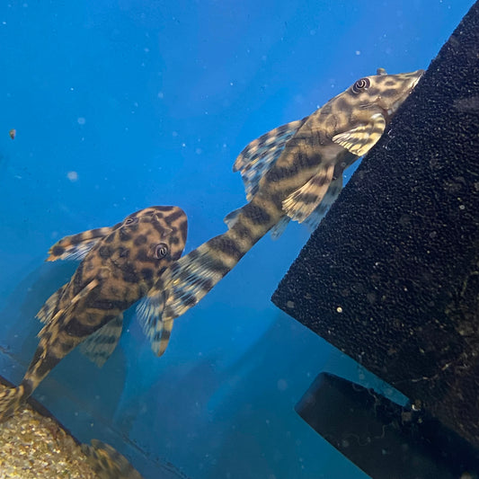 Vittata Pleco L15