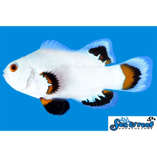 Ice Storm Clownfish