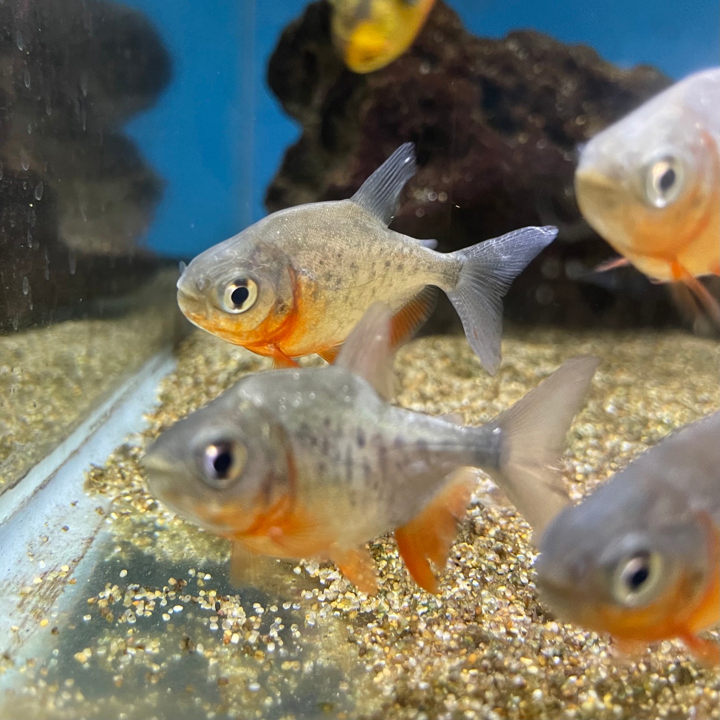 Red Belly Pacu