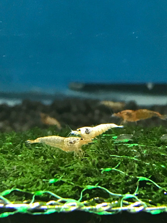 Shrimp - Golden Bee Caridina