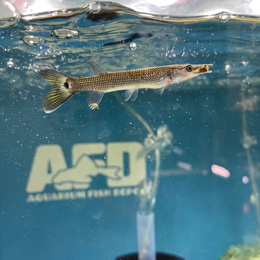 Silver Pike Characin (Ctenolucius hujeta) 4-4.5"