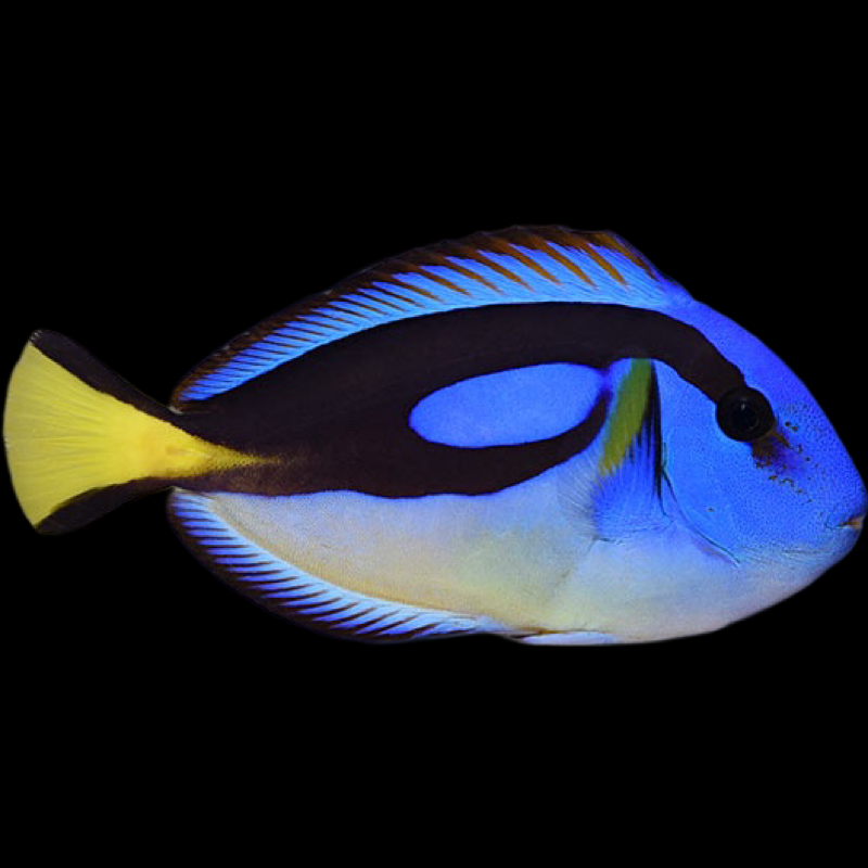 Yellow Belly Blue Hippo Tang swimming in an aquarium. One of our saltwater reef fish for sale online at AFD