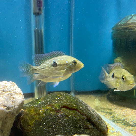 Geophagus Red Bahia