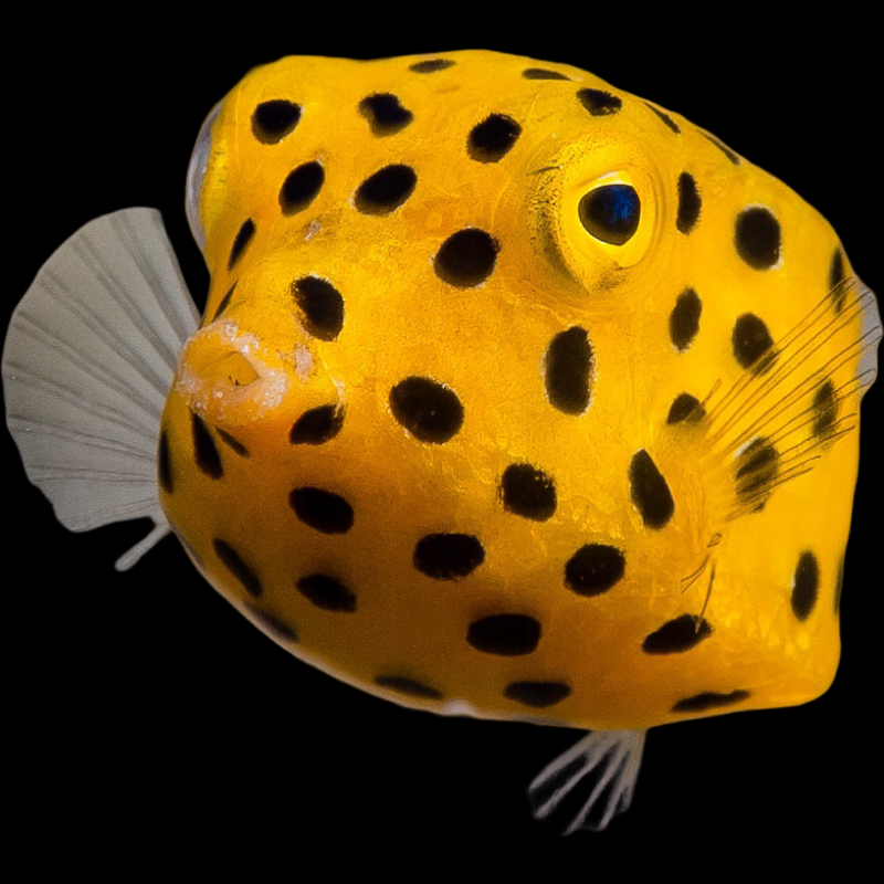 Yellow Boxfish swimming in an aquarium. One of our saltwater reef fish for sale online at AFD