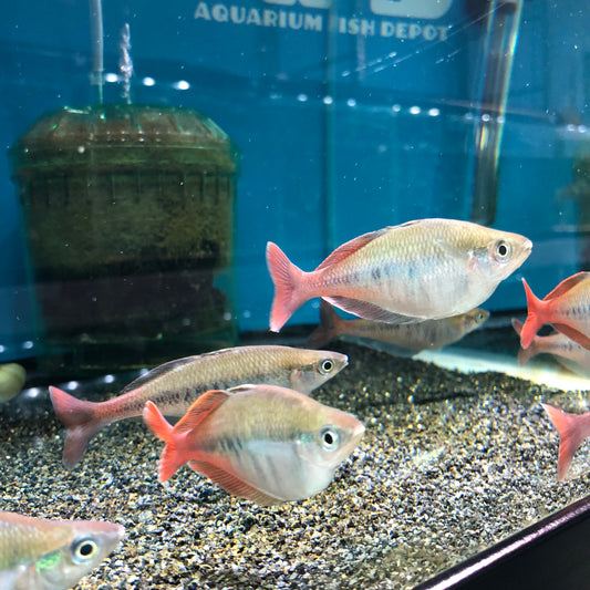 Blehers Rainbowfish