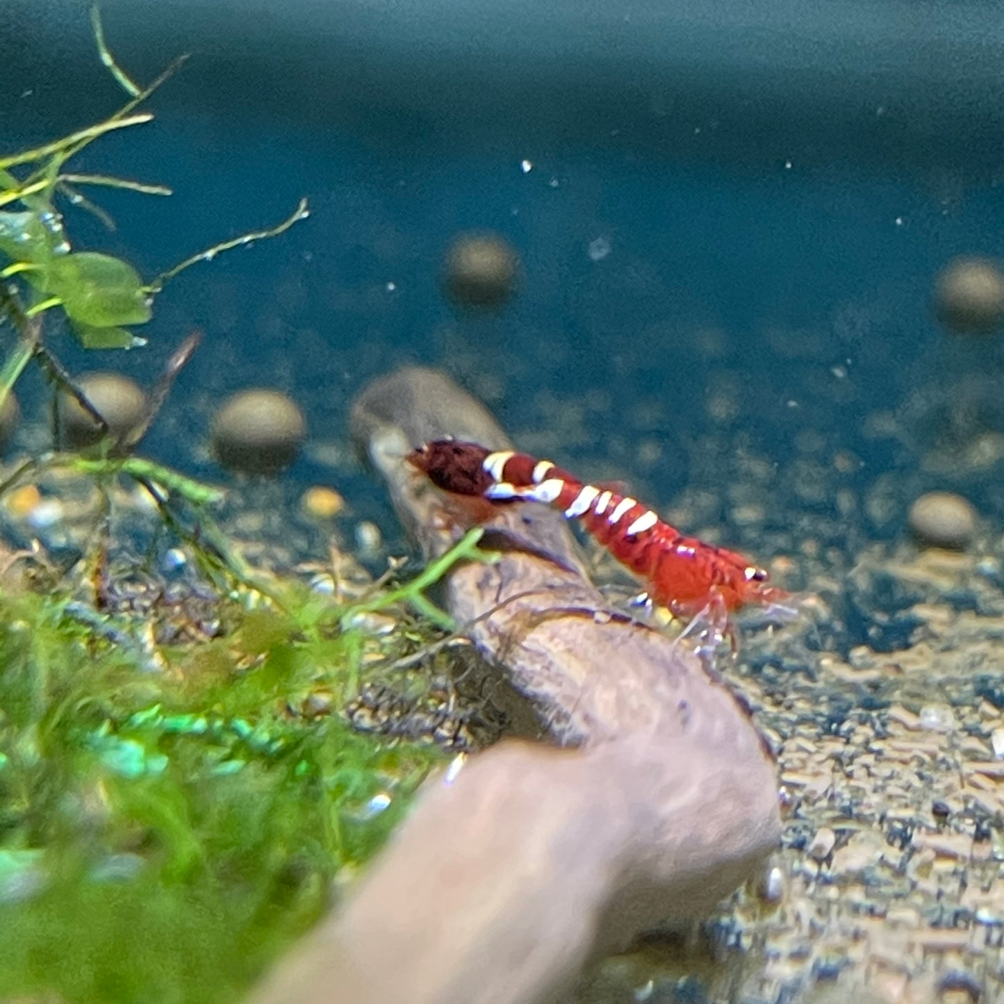 Shrimp - Red Pinto Caridina
